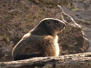 62 Marmotta su roccioni ci osserva